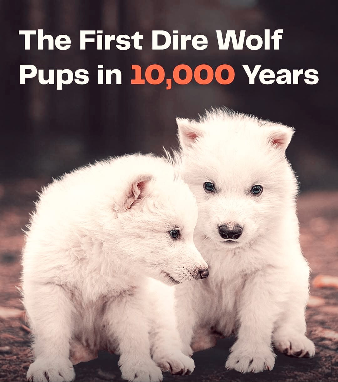 Romulus and Remus: The First Animals Resurrected from Extinction